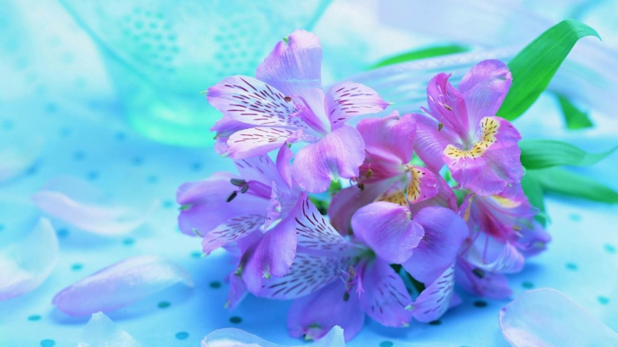 Fotomural Planta De Color Lila Apoyada En Un Suelo Celeste Con Lunares  flores