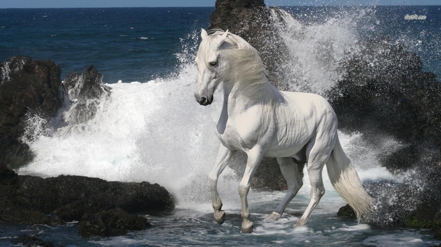 Caballo en el mar