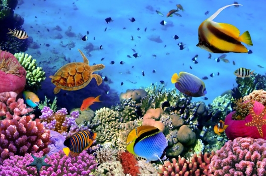 Coral_peces_muralesyvinilos_35544351__Monthly_XL.jpg
