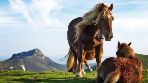 Horse--mountain-horses-animal-grass-green-bluesky-colour-photoshop-desktop-wallpaper-1920x1080.jpg
