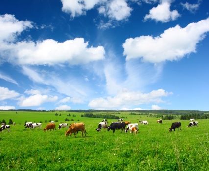 Fotomural de vacas Alpes montañas Prado-kleistertapete o autoadhesivo papel pintado 