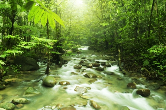 Cuadro Bosque Verde Y Rio | 100% a Medida