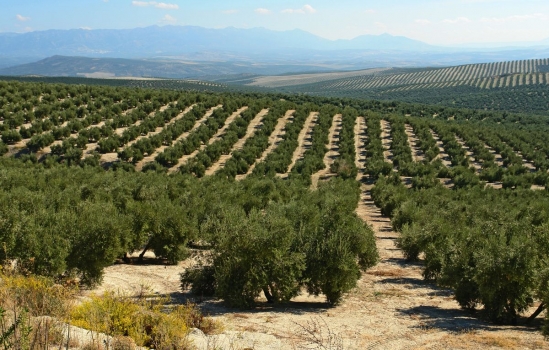 Lo rural, no tiene encanto. Campo_de_olivos_muralesyvinilos_19399756