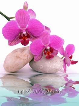 lienzo-mural-orquideas-rosas-reflejo-agua.jpg
