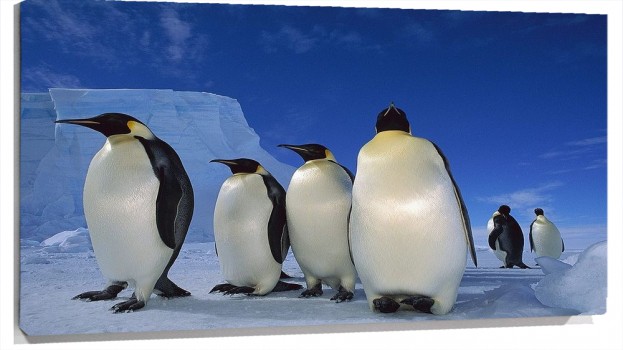 4-big-penguins-ice-animal-wallpaper.jpg