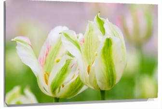 Lienzo Tulipanes
