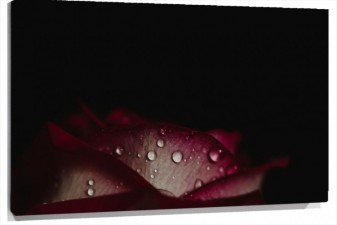 Lienzo gotas en los petalos de rosa con fondo negro