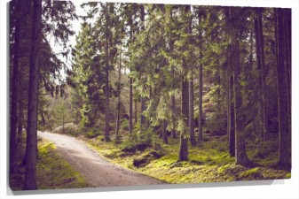 Lienzo Camino De Tierra entre arboles en el bosque