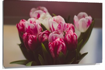 Lienzo tulipanes blancos y rosas