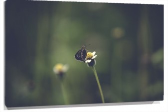 Lienzo Mariposa negra y peque