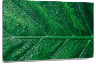 Lienzo gotas en hoja verde