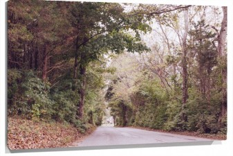 Lienzo Carretera entre Arboles en el bosque