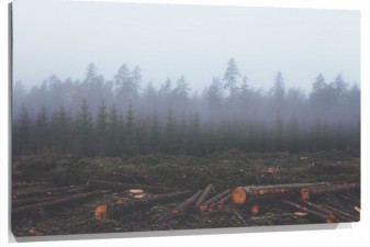 Lienzo niebla en el bosque y troncos cortados