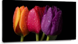 Lienzo Tulipanes de color naranja rosa y morado