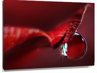Lienzo Gota Petalo rosa roja