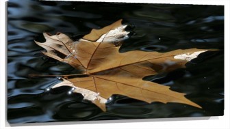 Lienzo Hoja en el agua