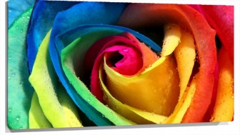 Lienzo Petalos De rosa de colores