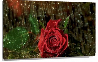 Lienzo lluvia sobre rosa roja