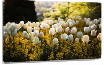 Lienzo Tulipanes blancos