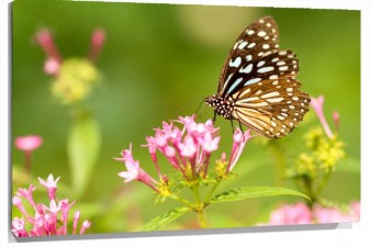 Lienzo Mariposa en una flor rosa