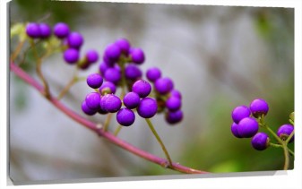Lienzo planta morada con forma de uva