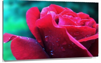 Lienzo Petalos de Rosa con Gotas De agua