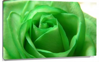 Lienzo Petalos Rosa verde