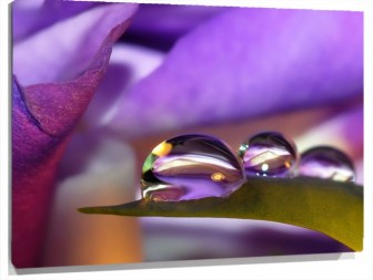 Lienzo gota de agua sobre la hoja de la flor morada
