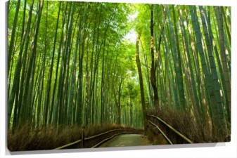 Lienzo Camino bosque bambu