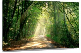 Lienzo Camino bosque luz