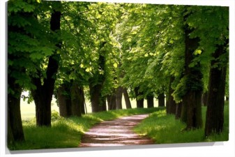 Lienzo Camino bosque