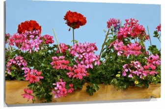 Lienzo Flores rosas y rojas