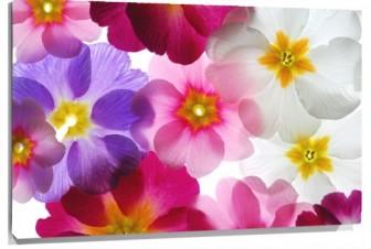 Lienzo Flores transparentes