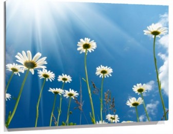 Lienzo Flores y sol