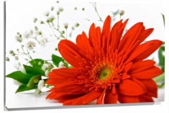 Lienzo Gerbera roja