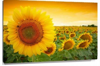Lienzo Girasol