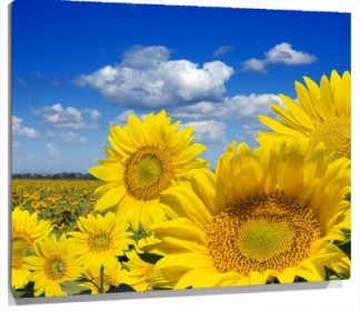 Lienzo Girasoles