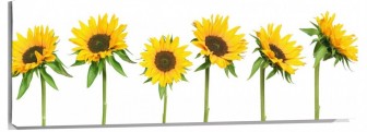 Lienzo Girasoles