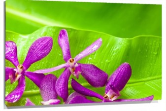 Lienzo Hoja con mas petalos
