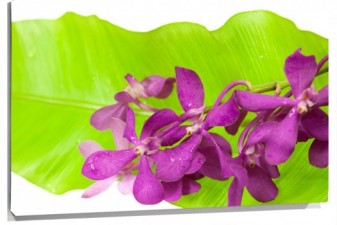 Lienzo Hoja petalos encima