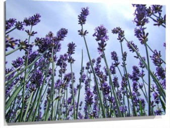 Lienzo Lavanda