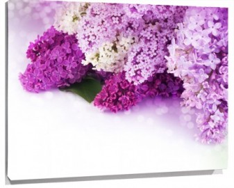 Lienzo Lilas