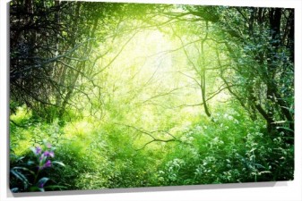 Lienzo Luz en el bosque