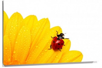 Lienzo Mariquita en flor
