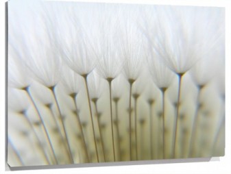 Lienzo Muchas florecillas blancas
