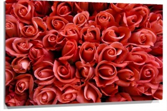 Lienzo Muchas rosas