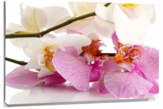 Lienzo Orquidea blanca y rosa