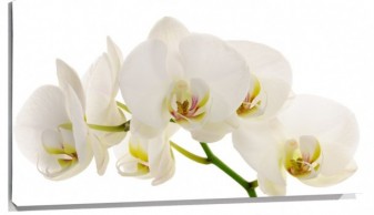 Lienzo Orquideas blancas