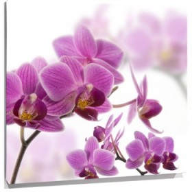 Lienzo Orquideas moradas