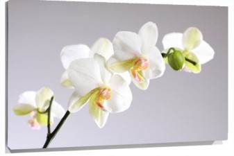 Lienzo Orquideas